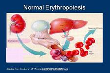 اریتروپویتین با انقباض رگ های خونی سبب افزایش فشار خون در مغز می شود