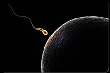 ژن های دخیل دراتصال اسپرم به تخمک کلید باروری در پستانداران 