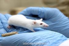 یک "پپتید کوچک" بیماری خود ایمنی تاول پوست را در موش بهبود می بخشد