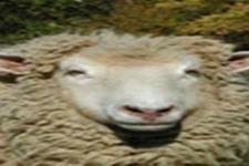 آنژيوگرافي عروق كرونر قلب گوسفند در ايران انجام شد