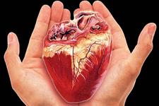 بازسازی قلب به سرعت به دنبال آسیب قلبی رخ می دهد