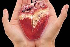 محققان از microRNA برای القا بازسازی بافت قلبی استفاده کردند