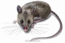 انتقال خون موش های جوان به پیر عملکرد مغز را بهبود می بخشد