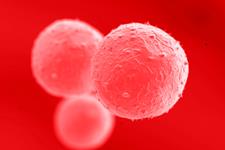 تولید پیش سازسلول های ریوی و تیروئید از سلول های بنیادی جنینی