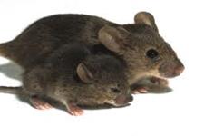   جلوگیری از کوتولگی در موش ها توسط پروتئین FGFR3