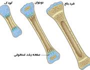 دستاورد جدید محققان ایرانی در ترمیم بافت استخوان با نانوبیوسرامیک‌های نوین