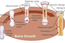افزایش رشد مجدد استخوان با استفاده ازترکیبات مولکولی نوترکیب