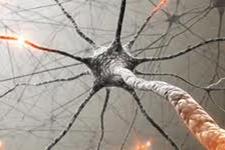 شناسایی سرنخ هایی از رشد مجدد سلول های عصبی