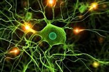 استفاده از بیوپسی های کوچک مغز در رشد سلول های مغز بیماران