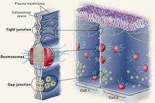 نقش داربست های مولکولی در حفظ ساختار پوست 