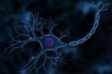 سلول های بنیادی تزریق شده به درون لوله های هدایت کننده عصبی، آسیب اعصاب محیطی را ترمیم می کند