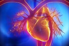 سلول های بنیادی قلب مؤثر در ترمیم 