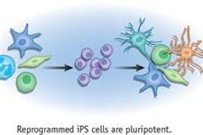 برداشتن پروتئین MBD3 از سلول های بالغ به آن ها توانایی بازگشت موثر به مرحله ای شبیه سلول های بنیادی را می دهد