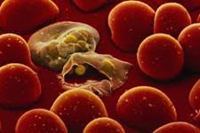 داروهای ضد سرطان به توقف مالاریا کمک می کنند 