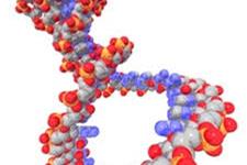 کشف نقش های جدید برای ژن های ویروسی در ژنوم انسان