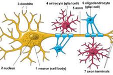 مطالعات حاکی از ارتباط نزدیک بین سیستم ایمنی و نورون زایی در زمان بلوغ است