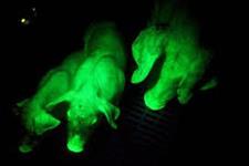 خوک های مهندسی ژنتیک شده: پیشرفت ها امیدوارکننده به نظر می رسند