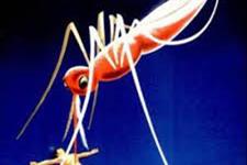 کشف یک درگاه ضروری انگل مالاریا به سلول های قرمز خونی