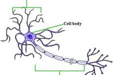 ایجاد راهی موثرتر برای ایجاد نورون های حرکتی به وسیله محققین سلول های بنیادی