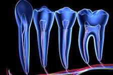 سلول های بنیادی گرفته شده از اعصاب می توانند دندان ایجاد کنند