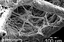 ایجاد یک سوبسترای فاقد سلول ساخته شده از فیبرهای پیشرفته