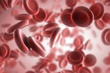 کشف منشأ اولین سلول های خونی در طی تکوین