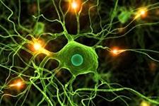 ساختن سلول هایی برای کمک به ترمیم اعصاب محیطی