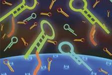 نقش miRNAها در ترمیم و بازسازی بافتی
