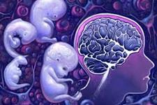 تکوین مغزی به وسیله برخی فاکتورهای اپی ژنتیک و سلول های بنیادی کنترل می شود