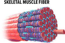 فیبرهای عضلانی رشد یافته در آزمایشگاه مدلی  جدید برای مطالعه دیستروفی عضلانی 