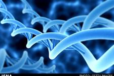   گام نوین محققان دانشگاهی برای درمان‌های جدید بیماری نقص ژنتیکی «ویلسون»