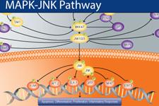 نقش کلیدی پروتئین JNK در تکثیر سلول های بنیادی و ترمیم بافتی