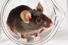 انقلابی در تحقیقات بیماری آلزایمر توسط مدل های حیوانی جدید 