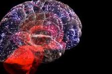 خودنوزایی محدود سلول های بنیادی در مغز