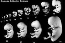 عناصر ویروسی که از اجداد انسانی منشا گرفته اند به طور سیستمیک در تکوین اولیه جنین ها فعال می شوند