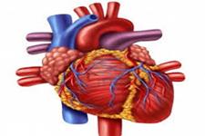 شناسایی گیرنده های چشایی تلخی روی قلب انسانی 