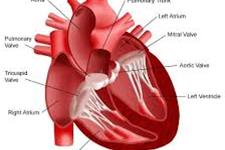 افزایش امیدواری ها با مهندسی دریچه های قلبی