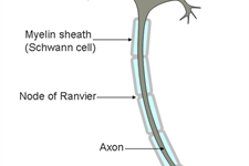 تبدیل سلول های بنیادی جنینی انسانی به سلول های طناب نخاعی 