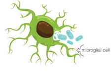 تمایز سلول های مشتق از اهداکننده به میکروگلیا بعد از پیوند سلول های بنیادی خون بند ناف