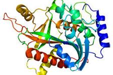 نقشی جدید برای یک پروتئین قدیمی