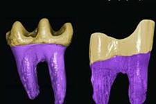 ردیابی تکامل سلول های بنیادی در مطالعات فسیل دندان جوندگان