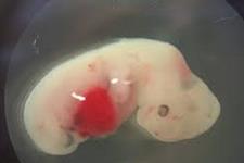 راهی برای مشاهده بسته شدن لوله عصبی جنینی در حین تکوین جنین