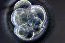 شناسایی ژنی که نقش مهمی در ظرفیت بازسازی کنندگی بالای جنین ها و سلول های بنیادی جنینی دارند