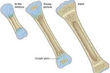 شناسایی یک فاکتور تنظیمی جدید در تشکیل استخوان