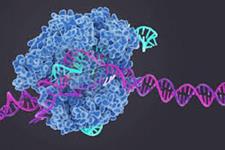 درمان با CRISPR/Cas9 می تواند پیری را سرکوب کند و سلامتی و طول عمر موش ها را تقویت کند