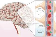 بارکدی ویروسی برای عبور از سد خونی-مغزی در ژن درمانی