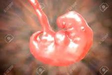 نگاهی به اولیه ترین تصمیات در شکل گیری جنین انسانی