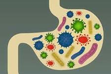 استروژن درمانی طولانی مدت می تواند فعالیت میکروبی لوله گوارش را تغییر دهد