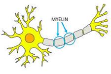 اثرات تحریکی میلین روی سلول های عصبی جوان
