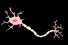 بازبرنامه ریزی نورون ها در جانوران